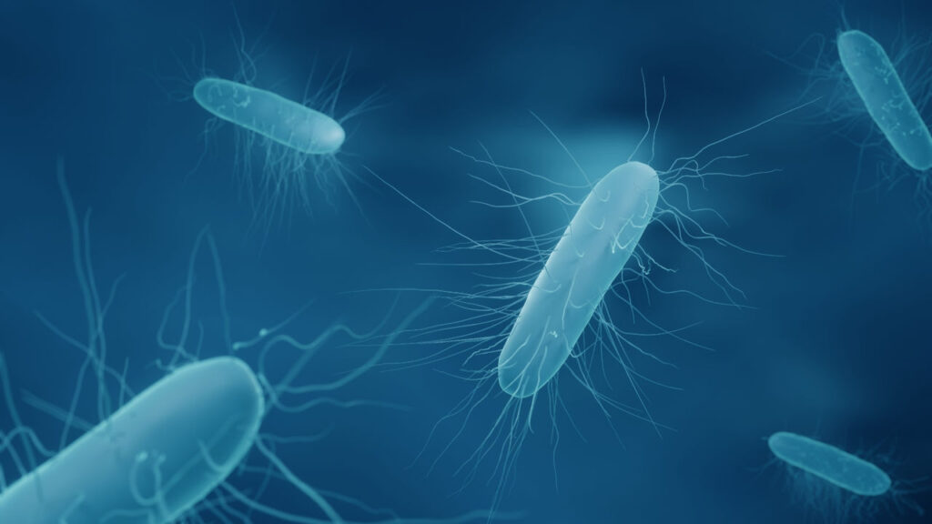 Il batterio Listeria